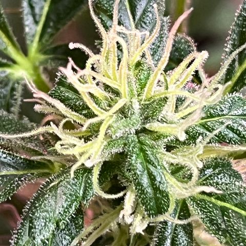 Amy growlog timeline photo