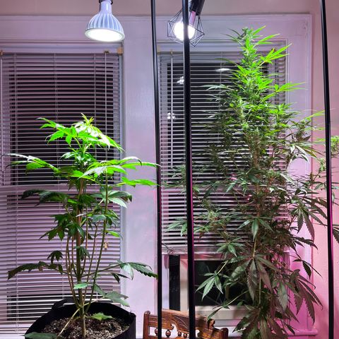 Amy growlog photo: Amy is the tall one. Younger one in foreground is Gigi, my first GelatOG auto