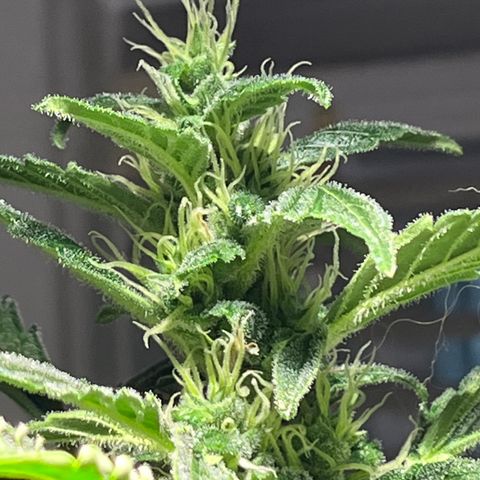 Amy growlog timeline photo