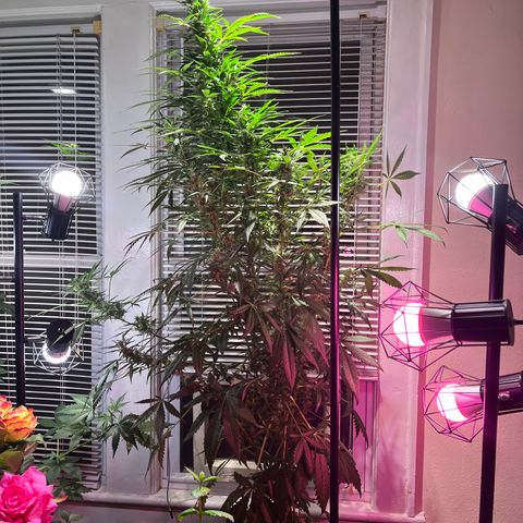 Amy growlog photo: Branch on the right was bent over, tied it up to other branches to support it. Not listing to the left because the branch on that side doesn’t have its counterbalance low on the right. We’ll see later if it’s a real problem.