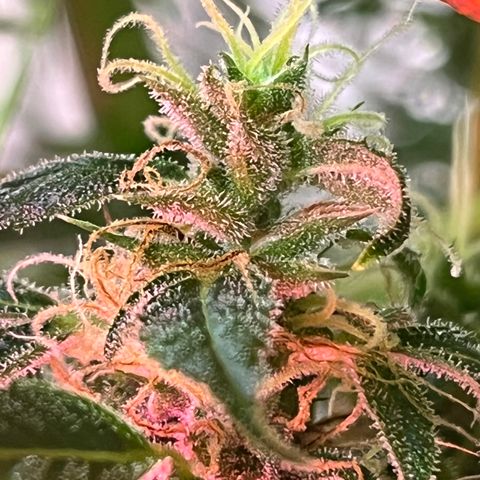 Amy growlog photo: Branch on the right was bent over, tied it up to other branches to support it. Not listing to the left because the branch on that side doesn’t have its counterbalance low on the right. We’ll see later if it’s a real problem.