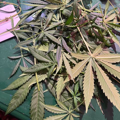 Amy growlog photo: Tried exfoliating some. Hope I didn’t go overboard.