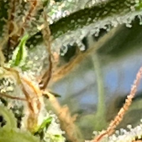 Amy growlog photo: Tried exfoliating some. Hope I didn’t go overboard.