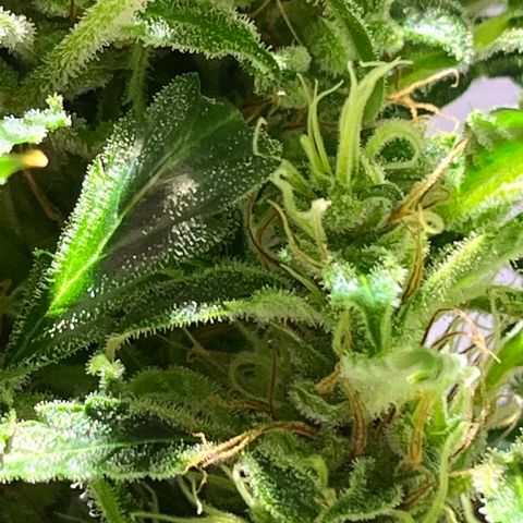 Amy growlog timeline photo