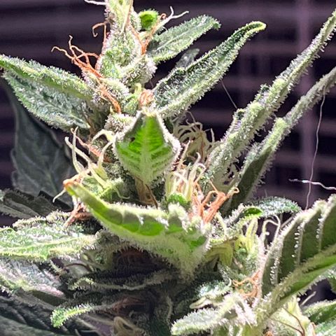 Amy growlog timeline photo