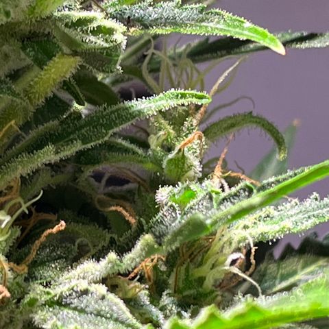 Amy growlog timeline photo