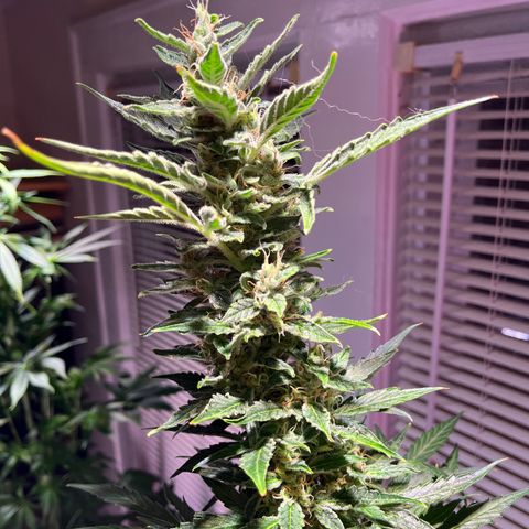 Amy growlog timeline photo