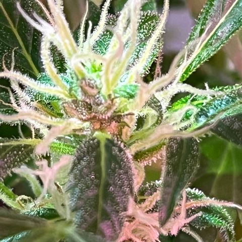 Amy growlog timeline photo