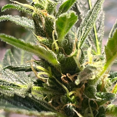 Amy growlog timeline photo
