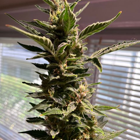 Amy growlog timeline photo