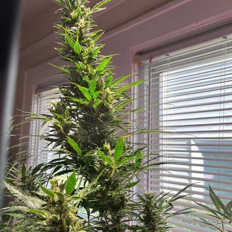 Amy growlog timeline photo