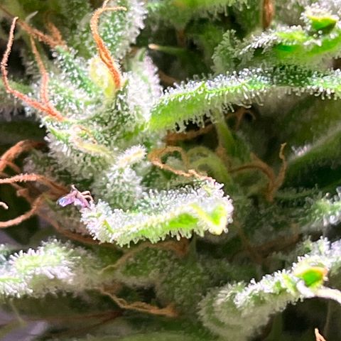 Amy growlog timeline photo