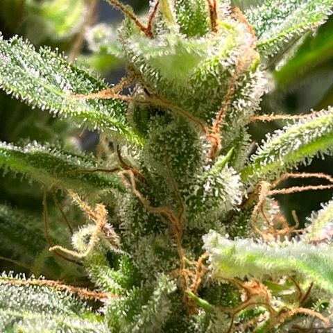 Amy growlog timeline photo