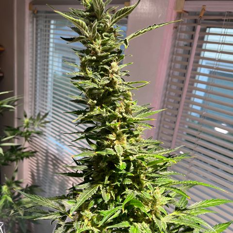 Amy growlog timeline photo