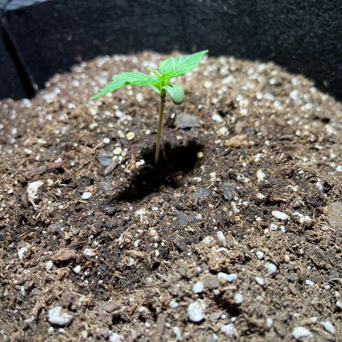 Christmas  growlog timeline photo