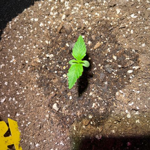 Christmas  growlog timeline photo