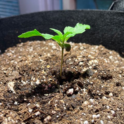 Christmas  growlog timeline photo