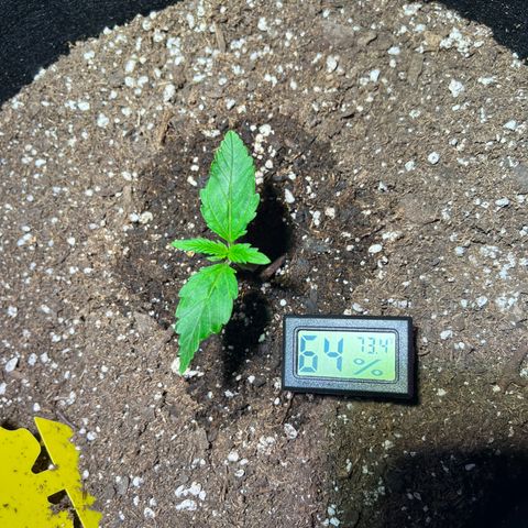 Christmas  growlog timeline photo