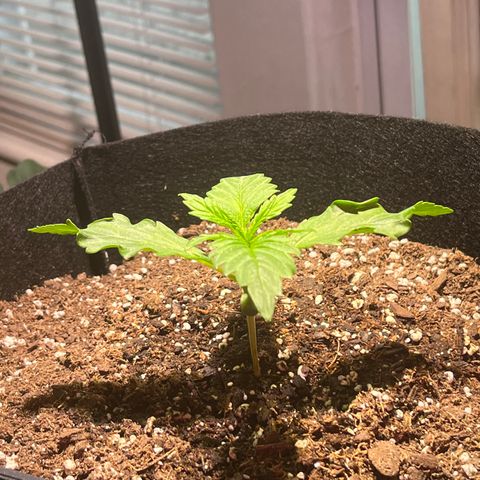 Christmas  growlog timeline photo