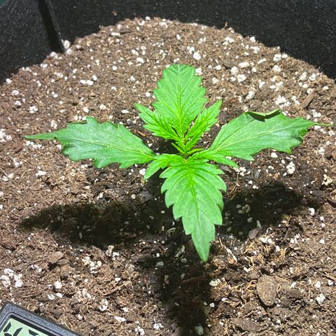 Christmas  growlog timeline photo