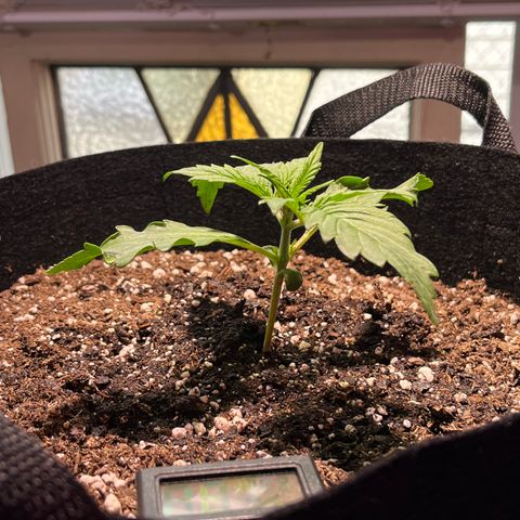 Christmas  growlog timeline photo