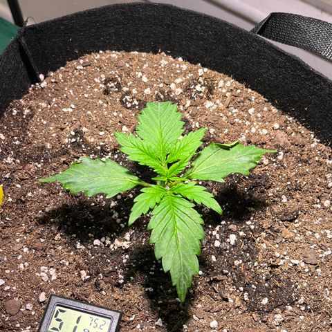 Christmas  growlog timeline photo