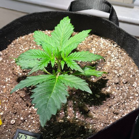 Christmas  growlog timeline photo