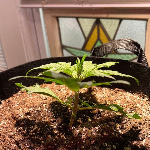 Christmas  growlog timeline photo