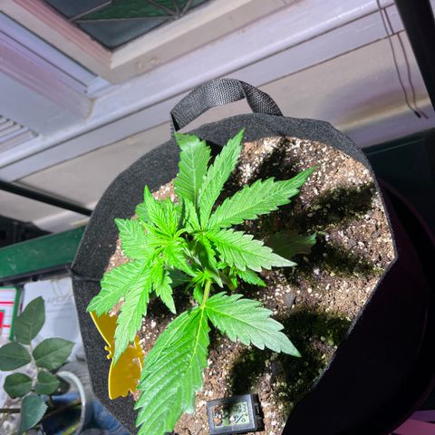 Christmas  growlog timeline photo