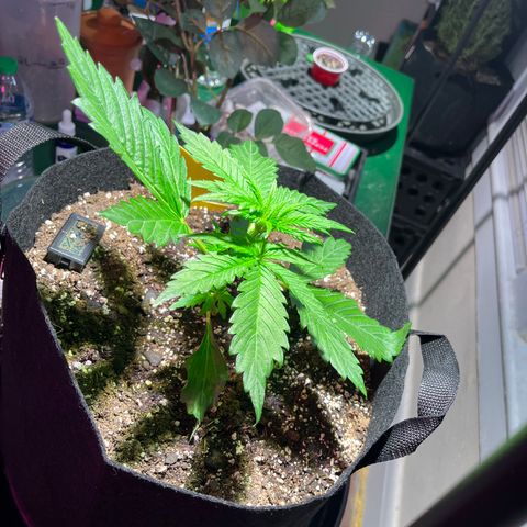 Christmas  growlog timeline photo