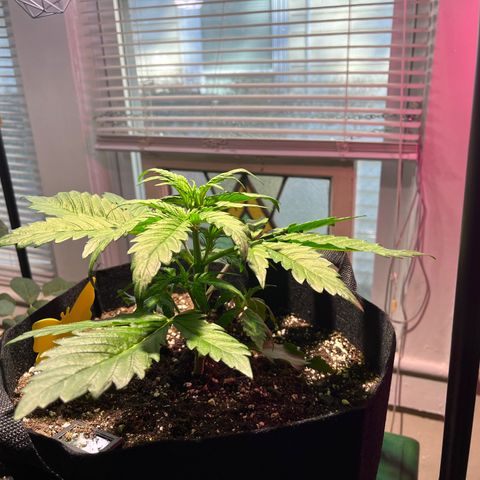 Christmas  growlog timeline photo