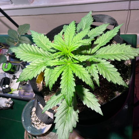 Christmas  growlog timeline photo