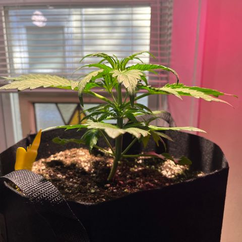 Christmas  growlog timeline photo