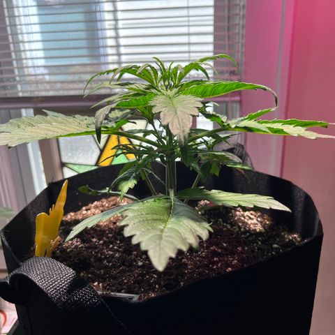 Christmas  growlog timeline photo