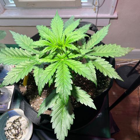 Christmas  growlog timeline photo