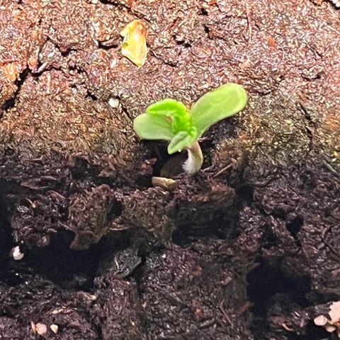 Gidget  growlog timeline photo