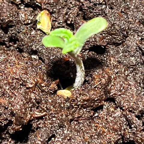 Gidget  growlog timeline photo