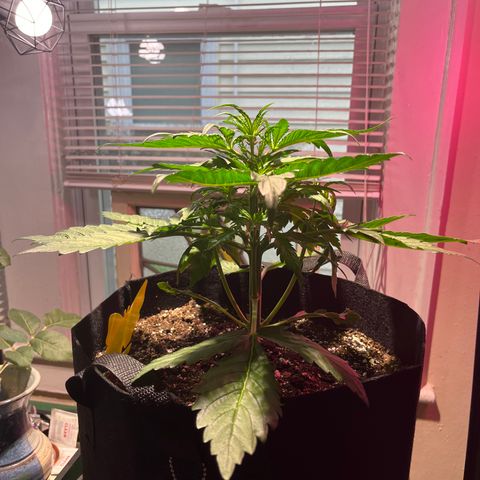 Christmas  growlog timeline photo