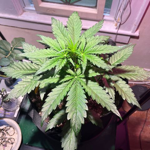 Christmas  growlog timeline photo