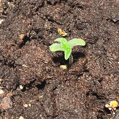 Gidget  growlog timeline photo