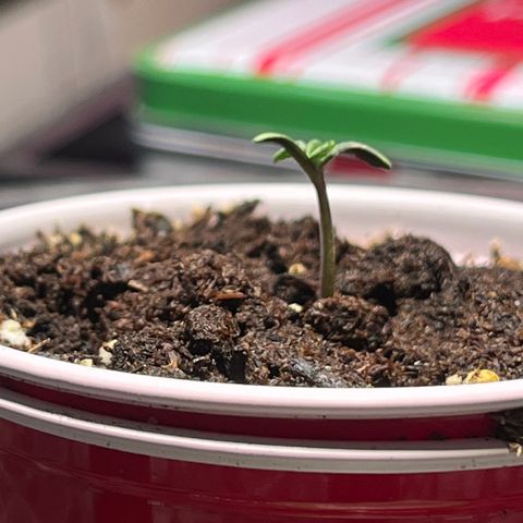 Gidget  growlog timeline photo