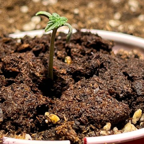 Gidget  growlog timeline photo