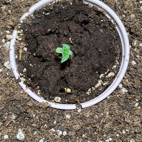 Gidget  growlog timeline photo