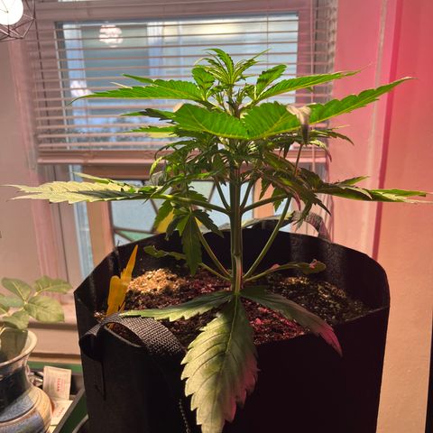 Christmas  growlog timeline photo