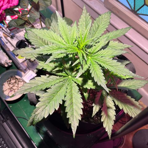 Christmas  growlog timeline photo