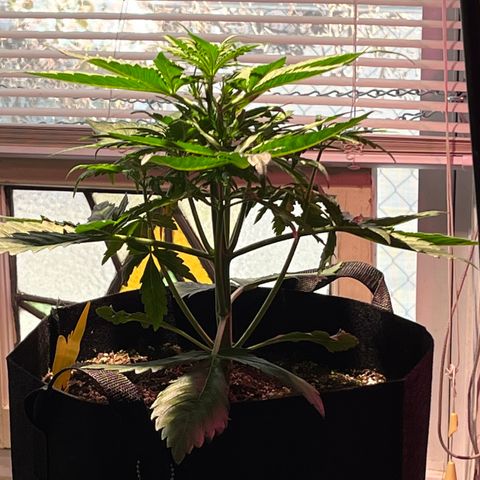 Christmas  growlog timeline photo