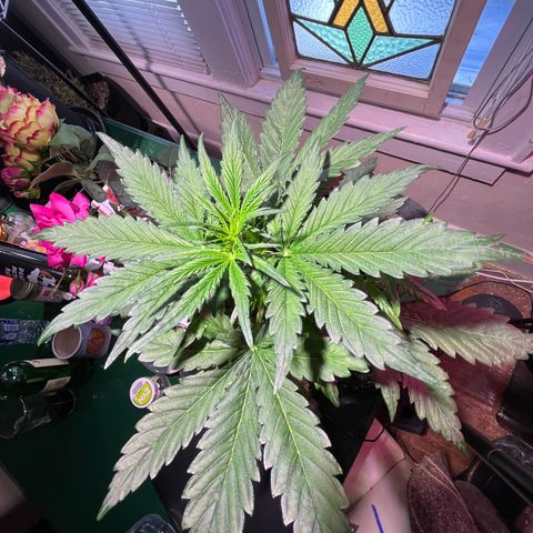Christmas  growlog timeline photo