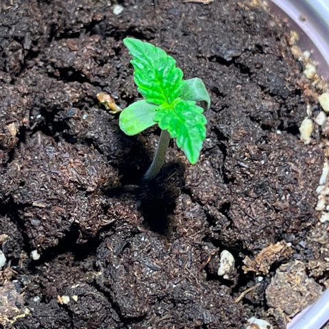 Gidget  growlog timeline photo