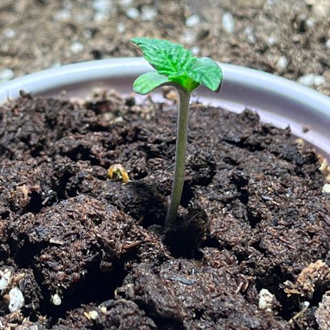 Gidget  growlog timeline photo