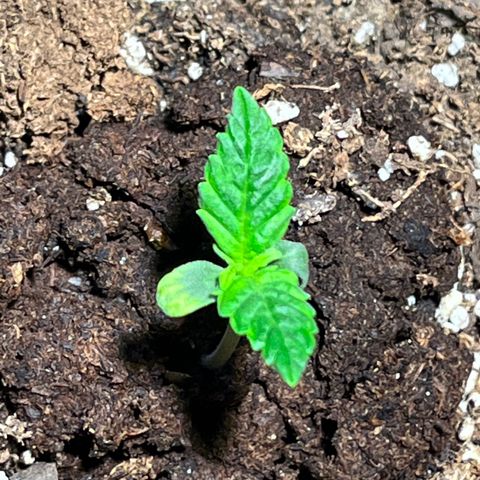 Gidget  growlog timeline photo